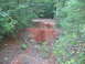 Dawson Forrest 015.jpg